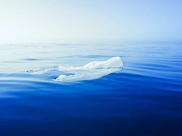 plastic bag floating on the surface of the ocean