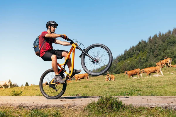 背景にある牧草地で牛とマウンテンバイクで車を運転する男自然の中でスポーツと健康的なライフスタイルの概念テキストのためのスペースをコピー — ストック写真