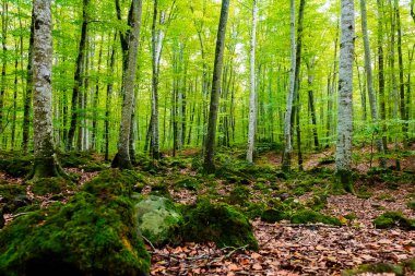 Kayın ağaçlarından oluşan sonbahar ormanı, doğa yeşil ahşap arka plan, ekoloji ve doğa koruma kavramı