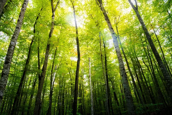 Herbstlicher Buchenwald Mit Der Sonne Die Die Grünen Baumkronen Erhellt — Stockfoto