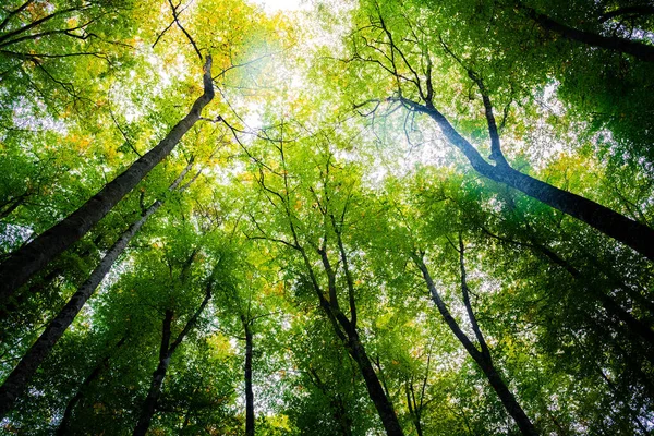 Herbstwald Aus Buchen Mit Der Sonne Die Die Grünen Baumwipfel — Stockfoto