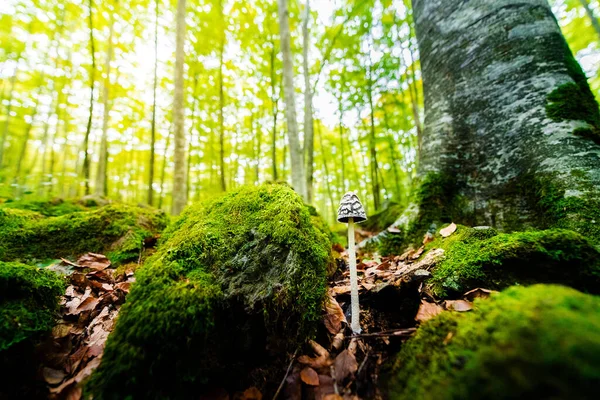 Winzige Pilze Wachsen Auf Dem Waldboden Zwischen Den Blättern Und — Stockfoto