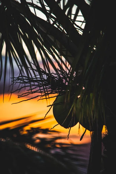 Coco Hawai Con Puesta Sol — Foto de Stock