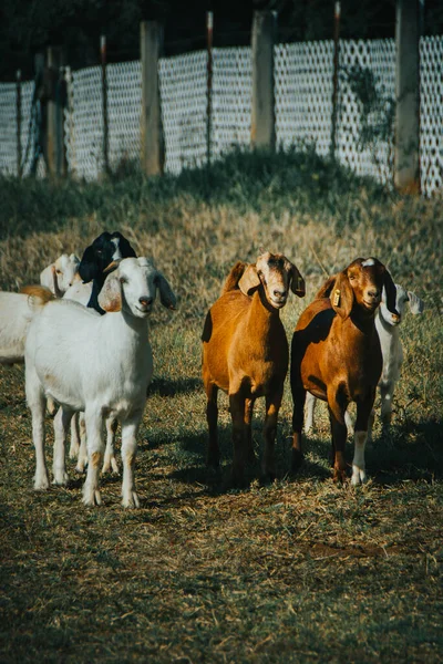 Chèvres Dans Troupeau — Photo