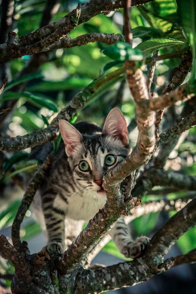 Cat Standing Tree — Stock Photo, Image