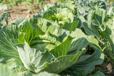Ev sebze bahçesinde lahana yetiştiriliyor. Vejetaryen gıda konsepti. Stok fotoğrafı.