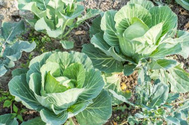 Ev sebze bahçesinde lahana yetiştiriliyor. Vejetaryen gıda konsepti. Stok fotoğrafı.