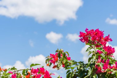 Bougainvillea spektabilis açık mavi gökyüzü ile aydınlık yaz gününde. Çiçek açan ve fotokopi çeken yaz arkaplanı. Bitki türü adı - Delonix regia (Kanca) Raf. Stok fotoğrafı.