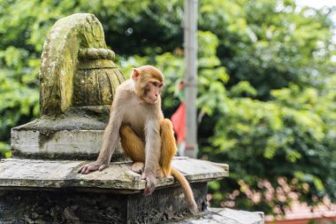 Nepal Katmandu 'daki Swayambhunath tapınağındaki maymun tapınağı. Stok fotoğrafı. 