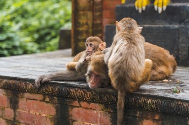 Nepal Katmandu 'daki Swayambhunath tapınağında bir grup maymun. Anne maymun ve bebekleri. Stok fotoğrafı. 