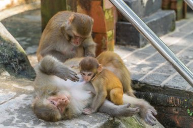 Nepal Katmandu 'daki Swayambhunath tapınağında bir grup maymun. Anne, baba ve bebekleri. Stok fotoğrafı. 