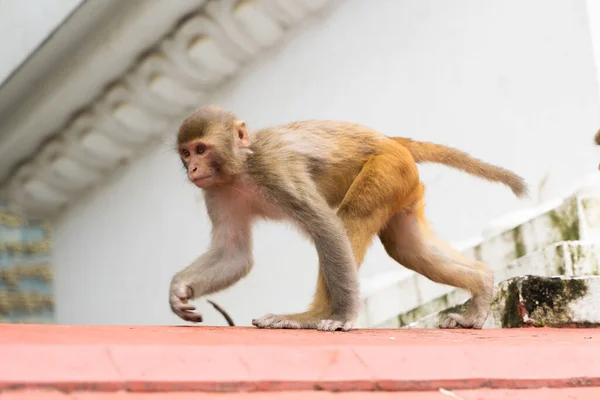 Monkey at the Swayambhunath temple or monkey temple in Kathmandu, Nepal. Stock photo.