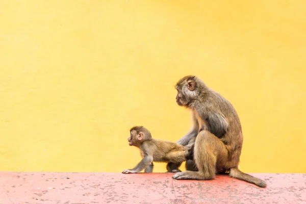 Mother monkey with her baby at the Swayambhunath temple or monkey temple in Kathmandu, Nepal. Mother monkey with her babys. Stock photo.