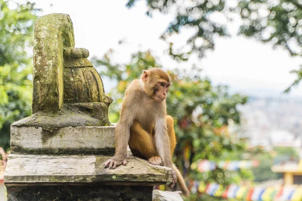 Monkey at the Swayambhunath temple or monkey temple in Kathmandu, Nepal. Stock photo.