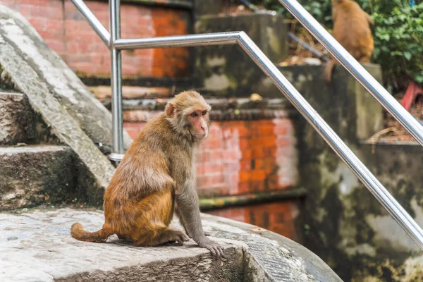 Monkey sitting on the ledder to Swayambhunath temple or monkey temple in Kathmandu, Nepal. Stock photo.