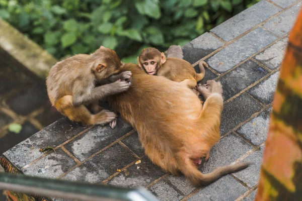 Nepal Katmandu 'daki Swayambhunath tapınağında bir grup maymun. Anne maymun ve bebekleri. Stok fotoğrafı. 