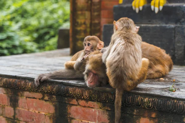 Group of monkey at the Swayambhunath temple or monkey temple in Kathmandu, Nepal. Mother monkey with her babys. Stock photo.