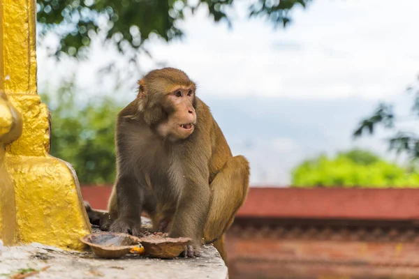 Monkey at the Swayambhunath temple or monkey temple in Kathmandu, Nepal. Stock photo.