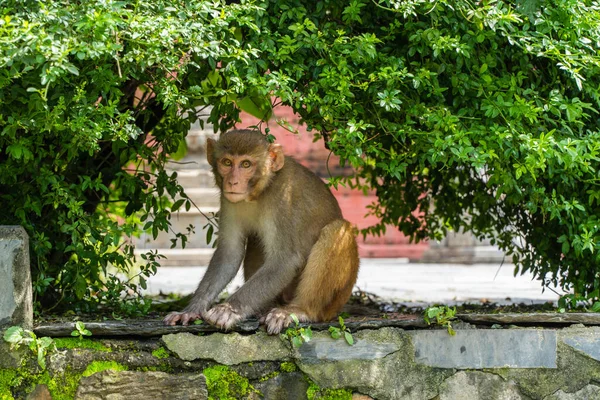 Scimmia Tempio Swayambhunath Tempio Delle Scimmie Kathmandu Nepal Foto Stock — Foto Stock