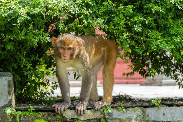 Scimmia Tempio Swayambhunath Tempio Delle Scimmie Kathmandu Nepal Foto Stock — Foto Stock