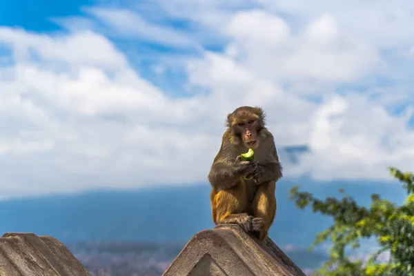 Affe Beim Gurkenessen Swayambhunath Tempel Kathmandu Nepal Archivbild — Stockfoto