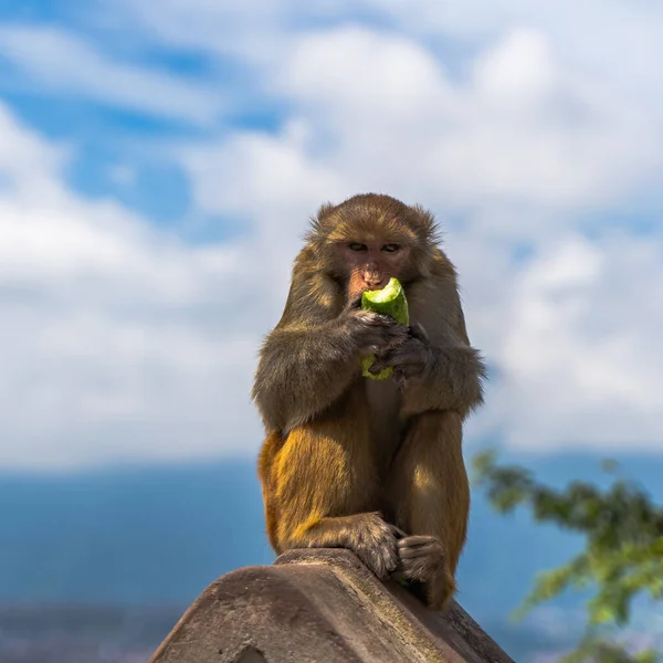 Monkey eating cucumber at the Swayambhunath temple or monkey temple in Kathmandu, Nepal. Stock photo.