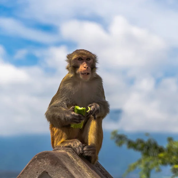 Monkey eating cucumber at the Swayambhunath temple or monkey temple in Kathmandu, Nepal. Stock photo.