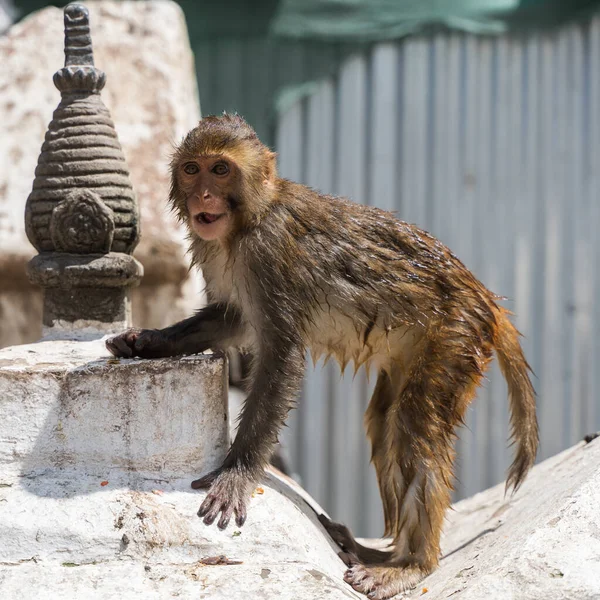 Scimmia Bagnata Tempio Swayambhunath Tempio Delle Scimmie Kathmandu Nepal Foto — Foto Stock