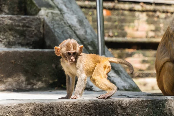 Scimmia Neonata Tempio Swayambhunath Tempio Delle Scimmie Kathmandu Nepal Foto — Foto Stock