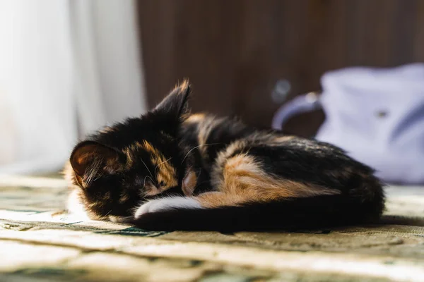 Όμορφα Κοντά Μαλλιά Γατάκι Κοιμάται Στο Κρεβάτι Στο Σπίτι Στοκ — Φωτογραφία Αρχείου