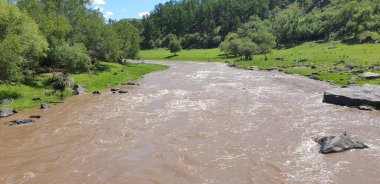 İnek güzel doğada