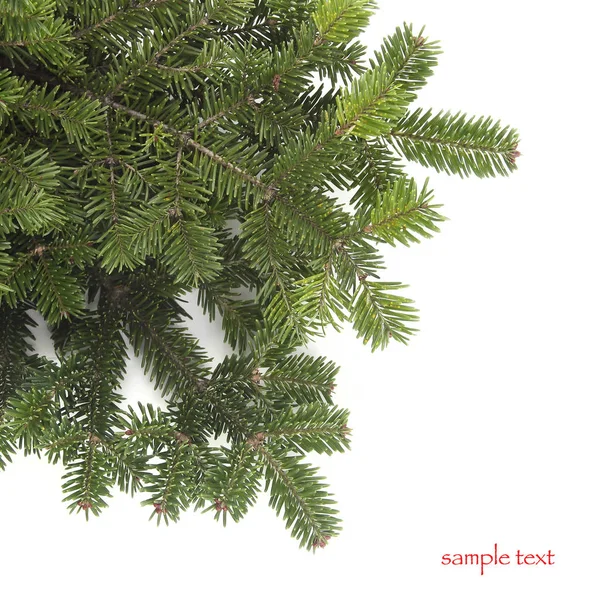 白い背景の上の緑のクリスマス ツリーの枝 — ストック写真