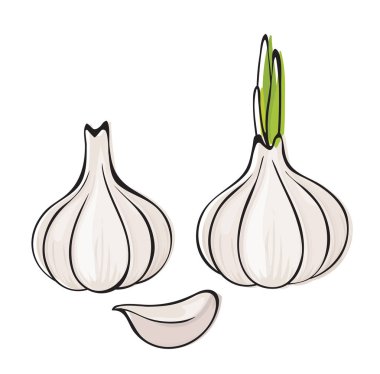 Vector garlic. Set of bulbs, whole and sliced garlic cloves isolated on white background. clipart