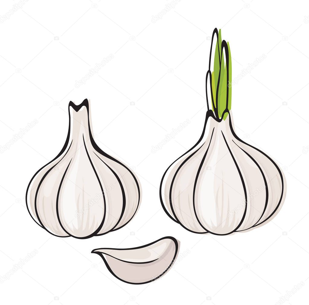 Vector garlic. Set of bulbs, whole and sliced garlic cloves isolated on white background.