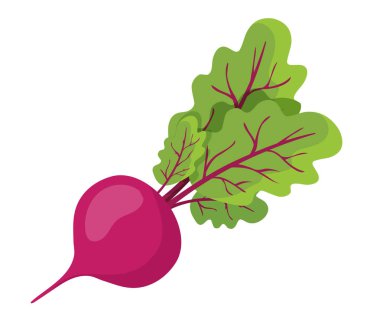 sebze, yeşil yaprakları ile pancar vektör