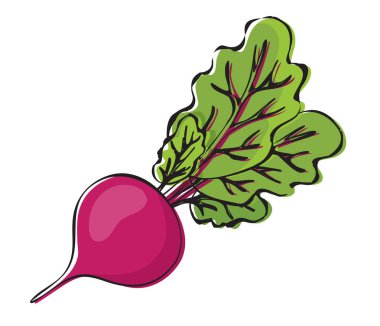 sebze, yeşil yaprakları ile pancar vektör