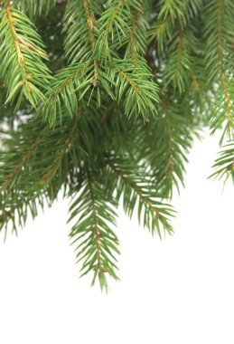 Beyaz bir arka plan üzerinde yeşil bir Noel ağacının dalını