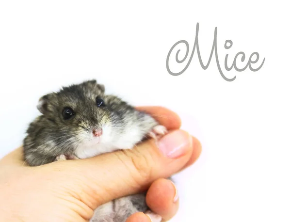 Hamster Mouse Hand White Background — Stock Photo, Image