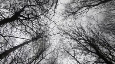 Green forest trees, tree woods, trees silhouette, nature background
