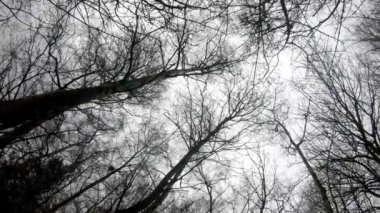 Green forest trees, tree woods, trees silhouette, nature background