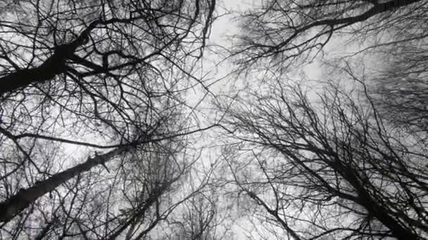 Árboles Forestales Verdes Bosques Árboles Silueta Árboles Fondo Naturaleza — Vídeo de stock