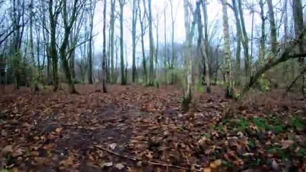 Árboles Forestales Verdes Bosques Árboles Hermoso Bosque Caminando — Vídeos de Stock