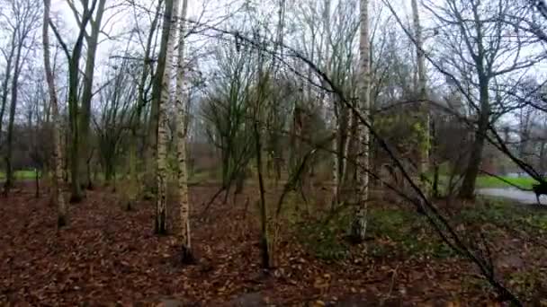 Floresta Verde Árvores Árvores Madeiras Bela Floresta Caminhando — Vídeo de Stock