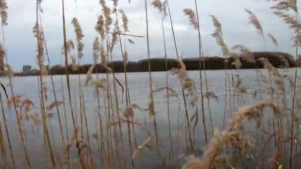 Reis Buurt Van Lake Met Geweldig Uitzicht Winter — Stockvideo