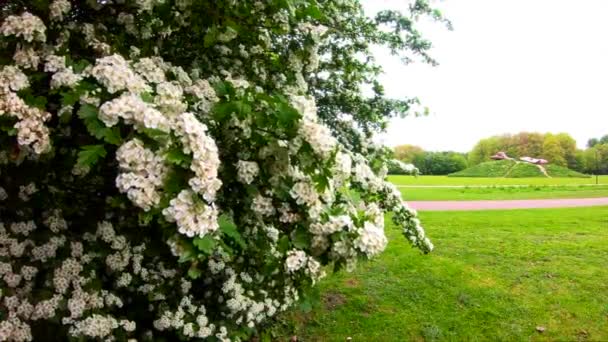 Benim FilmimBelles fleurs effet ralenti 240 images par seconde — Video