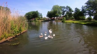 Kuğu ailesi, muhteşem manzara, nehir ve kanal 4K