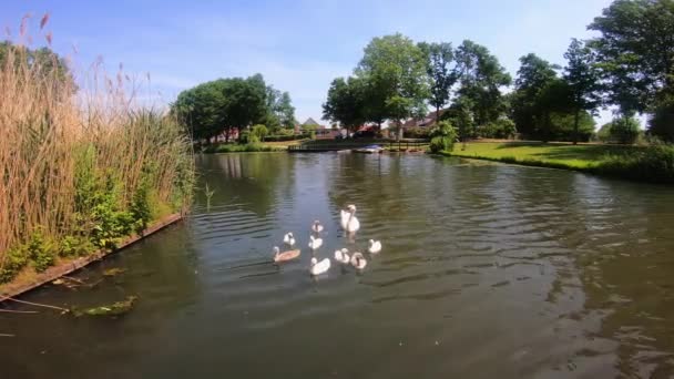 白鳥の家族 素晴らしい景色 川と運河 — ストック動画