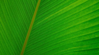 Yakın çekim taze yeşil damar yaprağı dokusu