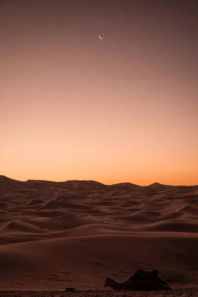 Золотоволоски Перед Сходом Сонця Дюнах Ерга Чеббі Сахара — стокове фото