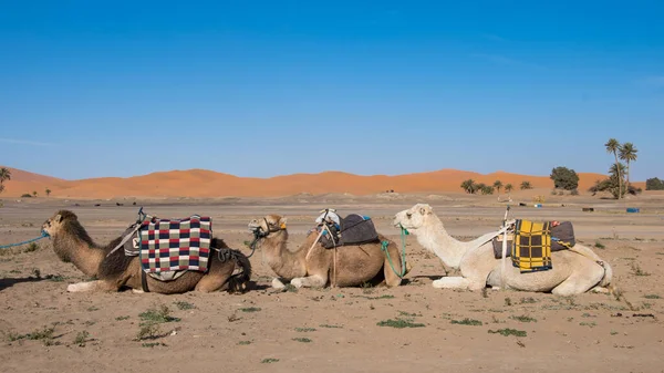 Merzouga, Sahra 'da dinlenen üç dromedari.